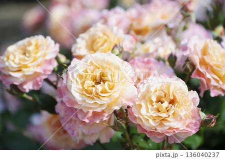 色とりどりの薔薇 色とりどりの薔薇 136040237
