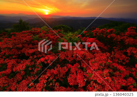 徳仙丈山から望む、つつじ 136040325