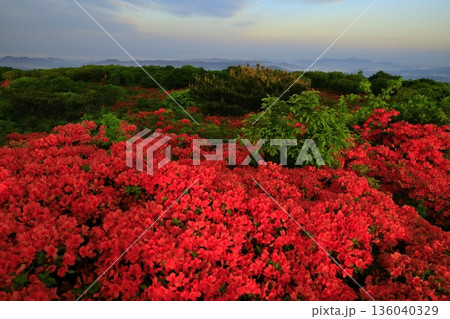 徳仙丈山から望む、つつじ 徳仙丈山から望む、つつじ 136040329