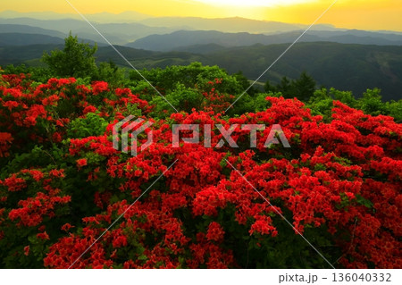 徳仙丈山から望む、つつじ 136040332