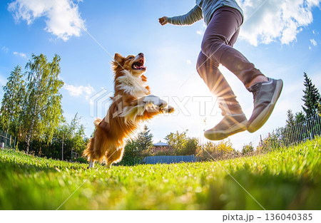 Happy Australian Shepherd jumping high to catch frisbee, owner running, sunny day in park, low-angle action shot. Australian Shepherd jump frisbee man owner play 136040385
