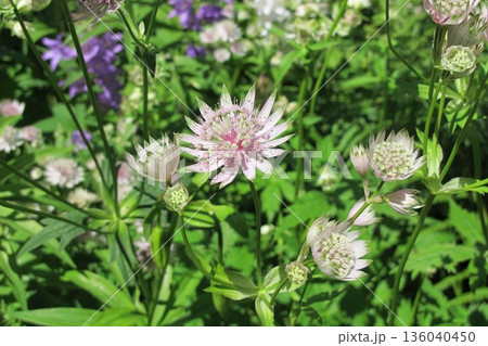 星のような愛らしいアストランティアの花 星のような愛らしいアストランティアの花 136040450