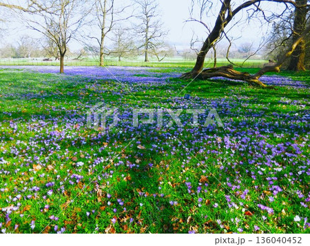 イギリスの芝生に群生するクロッカスの花 136040452