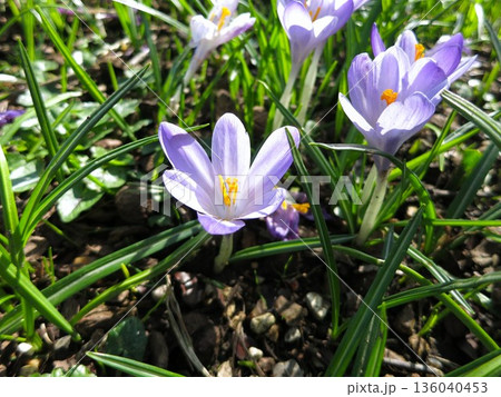 イギリスの芝生に群生するクロッカスの花 136040453