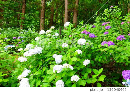 満開のアジサイ 紫陽花 あじさい 出塩文殊堂 山形市 満開のアジサイ 紫陽花 あじさい 出塩文殊堂 山形市 136040463
