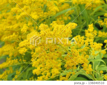 ゴールデンロッドの花 ゴールデンロッドの花 136040510