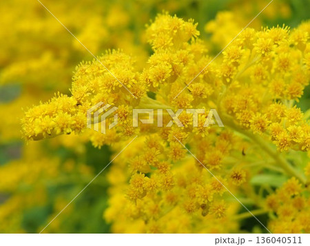 ゴールデンロッドの花 ゴールデンロッドの花 136040511