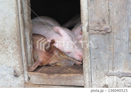 昼寝するブタ 昼寝するブタ 136040525