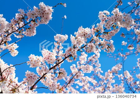 東京・玉川学園前駅　満開の桜 136040734