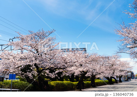 東京・玉川学園前駅　満開の桜 136040736