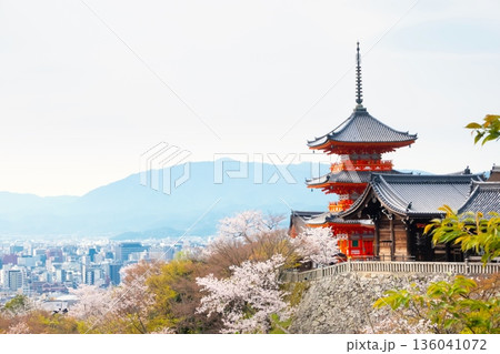 京都・清水寺の桜 京都・清水寺の桜 136041072