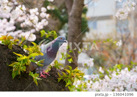 桜の木にとまる鳩 136041096