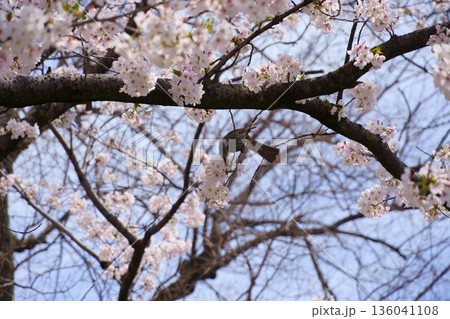 桜の密を吸うスズメ 136041108