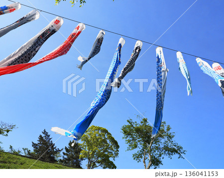 千葉県酪農のさとの鯉のぼり　(南房総市) 136041153