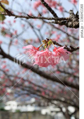 咲き始めた桜 136041160