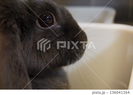 何を考えているのかわからない黒ウサギ 何を考えているのかわからない黒ウサギ 136041164