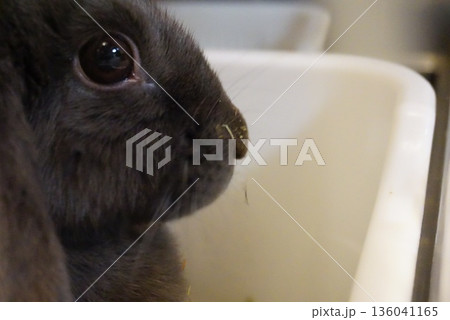 どこかさみしさを感じさせる黒ウサギ 136041165
