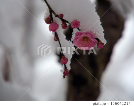 雪が降った寒い1月に咲いた美しいピンク色の梅の花「未開紅（ミカイコウ）」 136041214