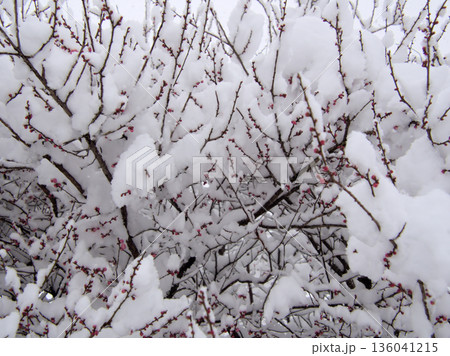 雪が降った寒い1月に咲いた美しいピンク色の梅の花「未開紅(ミカイコウ)」 雪が降った寒い1月に咲いた美しいピンク色の梅の花「未開紅(ミカイコウ)」 136041215