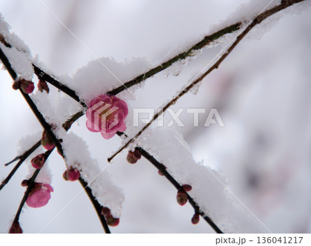 雪が降った寒い1月に咲いた美しいピンク色の梅の花「未開紅(ミカイコウ)」 雪が降った寒い1月に咲いた美しいピンク色の梅の花「未開紅(ミカイコウ)」 136041217