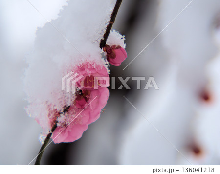 雪が降った寒い1月に咲いた美しいピンク色の梅の花「未開紅（ミカイコウ）」 136041218