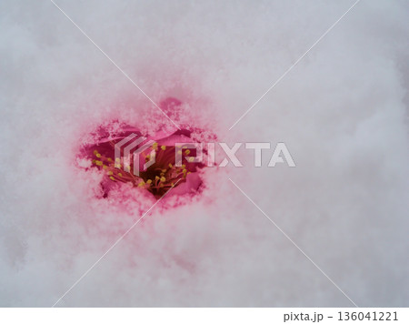 雪が降った寒い1月に咲いた美しいピンク色の梅の花「未開紅（ミカイコウ）」 136041221