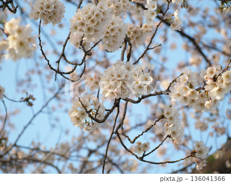 青空に映える満開の桜 136041366