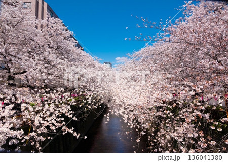 東京・目黒川満開の桜 東京・目黒川満開の桜 136041380