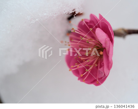 雪が降る寒い1月に咲いた美しい紅梅「鹿児島紅（カゴシマベニ）」 136041436