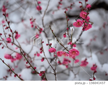 雪が降る寒い1月に咲いた美しい紅梅「鹿児島紅（カゴシマベニ）」 136041437