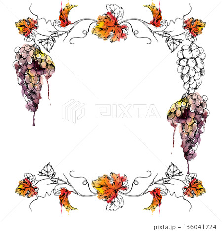 Botanical frame with ripe grapevine and leaves hand painted in watercolor and ink for restaurant drink menus, wine bottle labels, wedding stationery, tasting event invitations and vineyard branding. 136041724