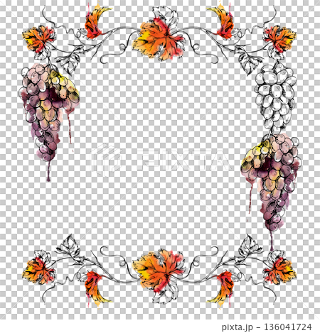 Botanical frame with ripe grapevine and leaves hand painted in watercolor and ink for restaurant drink menus, wine bottle labels, wedding stationery, tasting event invitations and vineyard branding. 136041724
