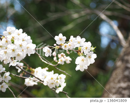 桜の花 136041809