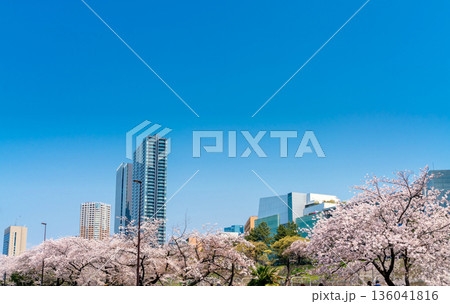 東京・外濠公園の桜 136041816