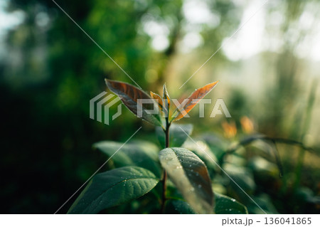 Young leaves in the morning; a natural scene of trees growing. 136041865