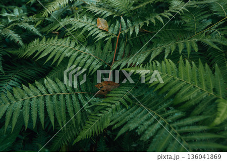 Dark green fern background in the forest. 136041869