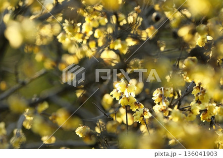満開の蝋梅 満開の蝋梅 136041903