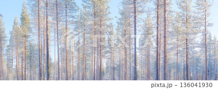 Panoramic winter landscape in the forest. Trees covered with snow.  136041930