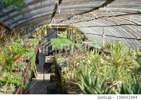 Exotic plants illuminated by sunlight through protective film roof in large nursery garden Exotic plants illuminated by sunlight through protective film roof in large nursery garden 136041994