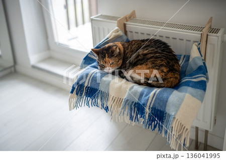 Domestic cat sleeping on comfortable pet bed fixed to hot heating convector during heating season 136041995