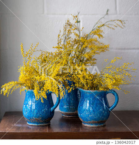 Bouquet of Mimosa flower in blue ceramic vase over white wall at home. Acacia dealbata, springtime. 136042017