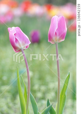 春の花壇に咲くピンク色のチューリップ 136042159