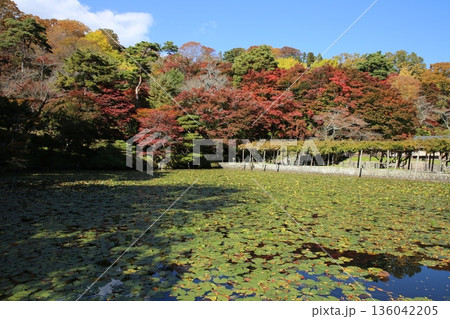 霞ヶ城の紅葉 136042205