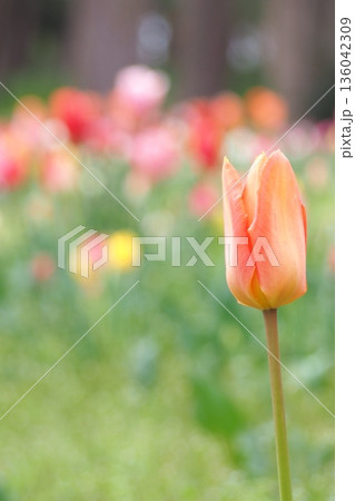 春の花壇に咲くチューリップの花 136042309