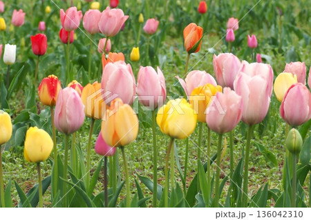春の花壇に咲くピンク色のチューリップ 136042310