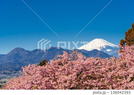河津桜と富士山 河津桜と富士山 136042393