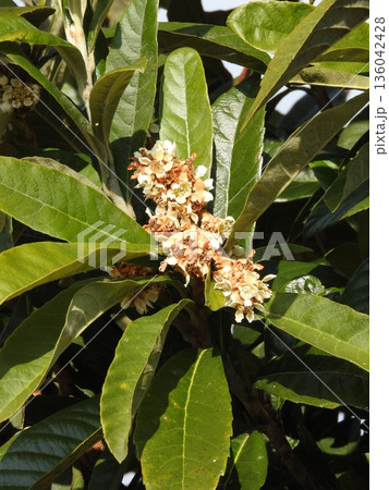 秋から冬にかけて咲く「ビワ」の花 136042428
