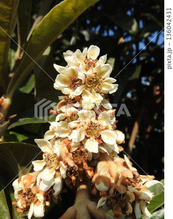 秋から冬にかけて咲く「ビワ」の花 136042431