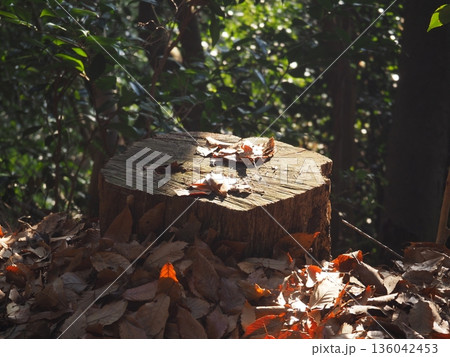 2匹のタニシ 136042453