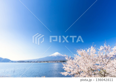 富士山・河口湖 満開の桜 136042811